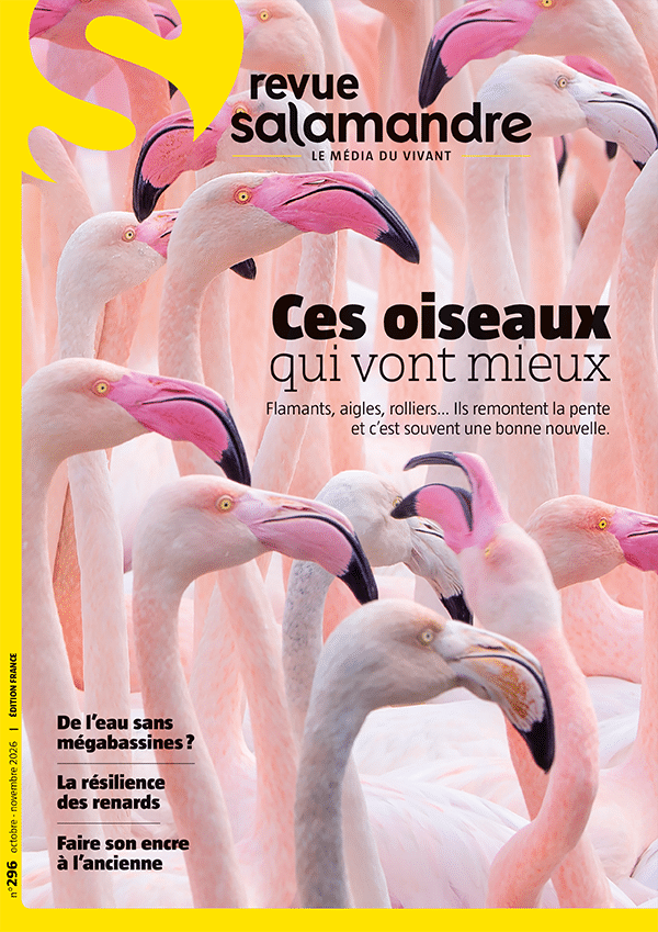 Couverture de la Revue Salamandre n°296 « Ces oiseaux qui vont mieux »