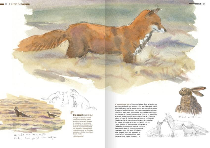 Double page illustrée de la Revue Salamandre : un renard