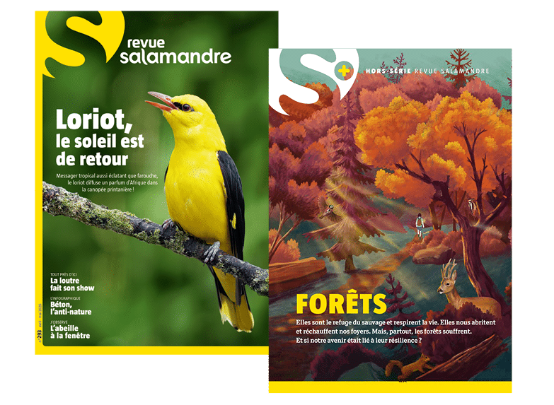 Numéros de la Revue Salamandre et hors-série Forêts