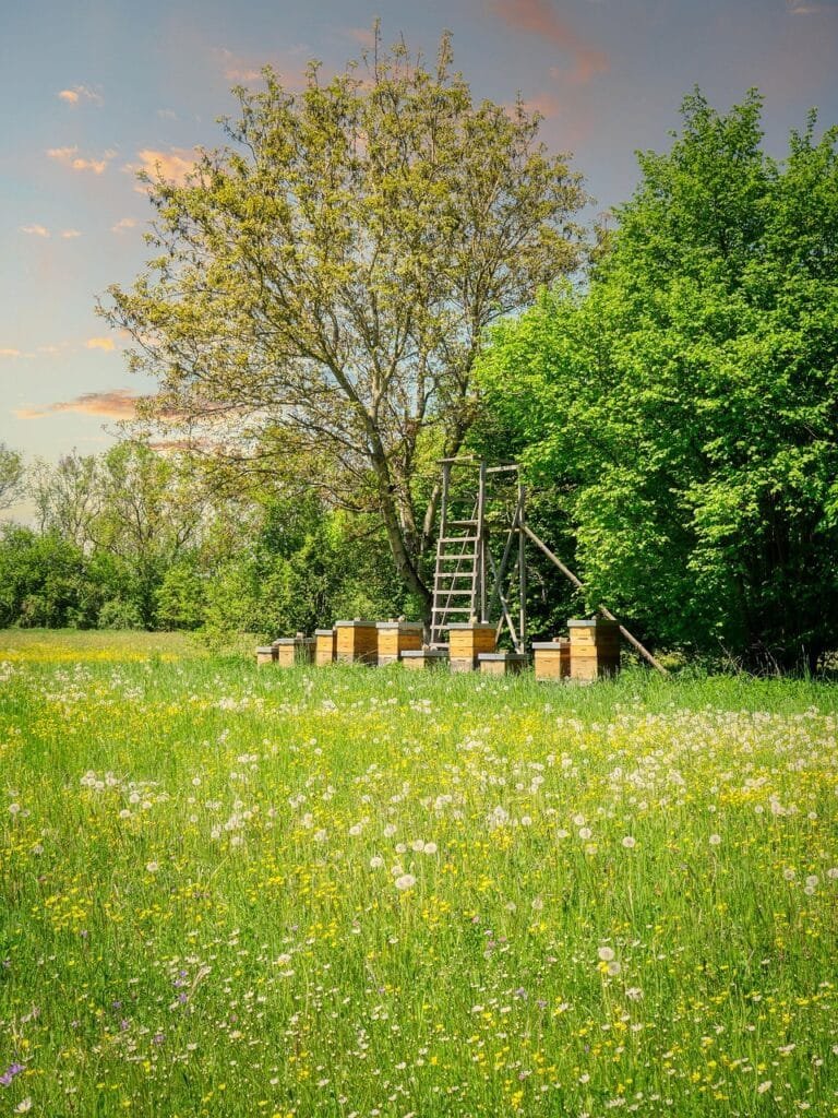 Ruches du Rucher de la Fontaine dans une prairie près de Poitiers