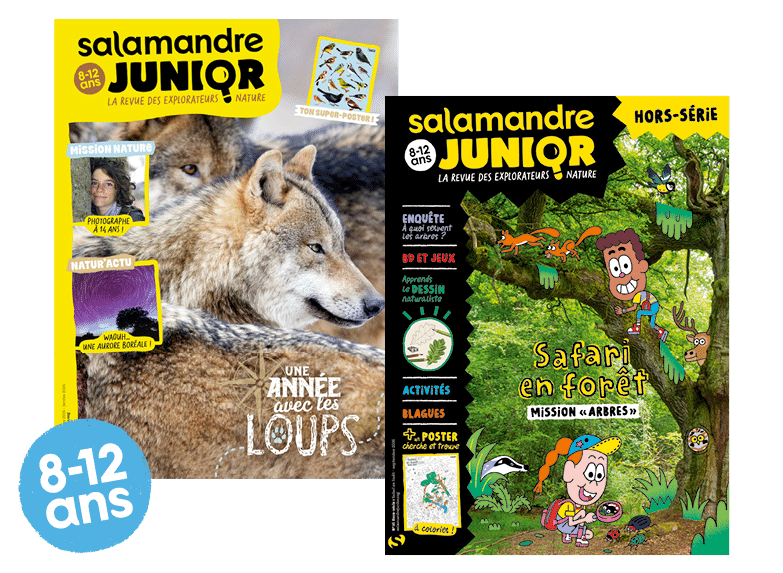 Numéros de la Salamandre Junior pour les 8-12 ans