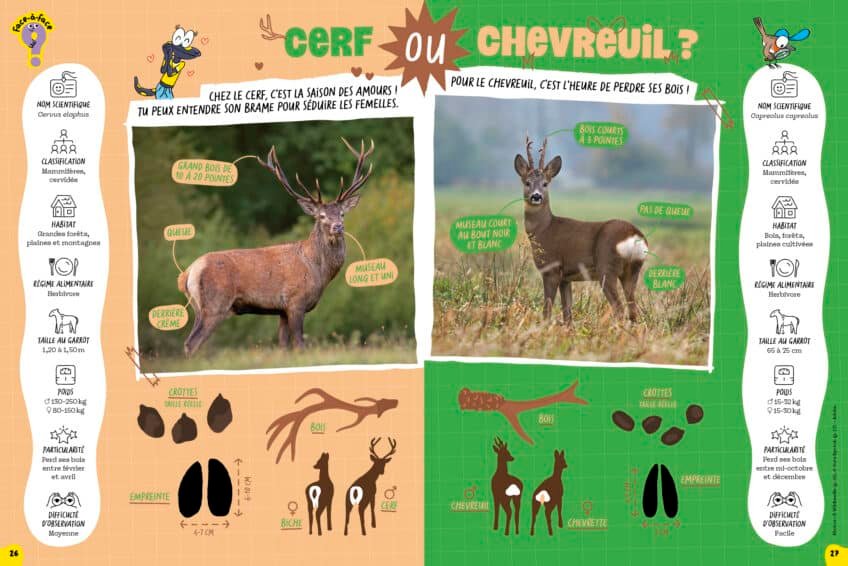 Rubrique Face à face de la Salamandre Junior : cerf ou chevreuil