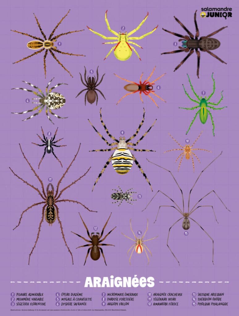 Poster araignées de la Salamandre Junior